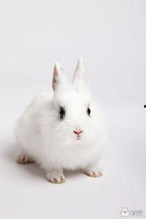 国产的侏儒兔好养吗视频,新手必看好养秘诀