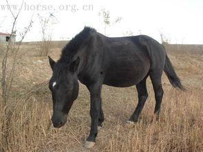 国产半血马视频大全,视频大全中的骏马传奇