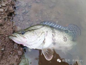 国产鳜鱼竿介绍视频大全